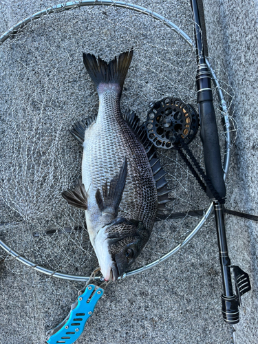 チヌの釣果