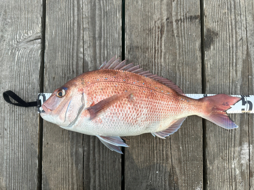 マダイの釣果