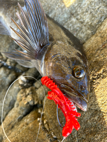 アイナメの釣果