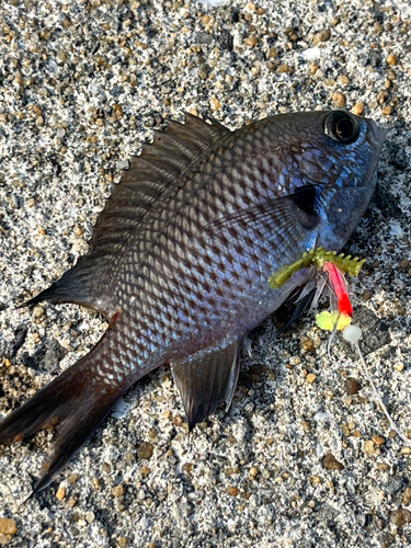 スズメダイの釣果