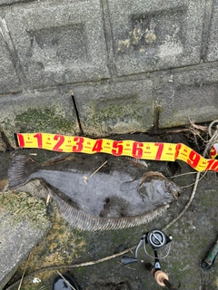 ヒラメの釣果
