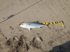 ブリの釣果