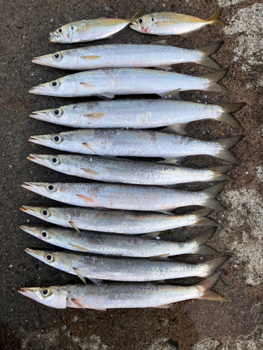 カマスの釣果