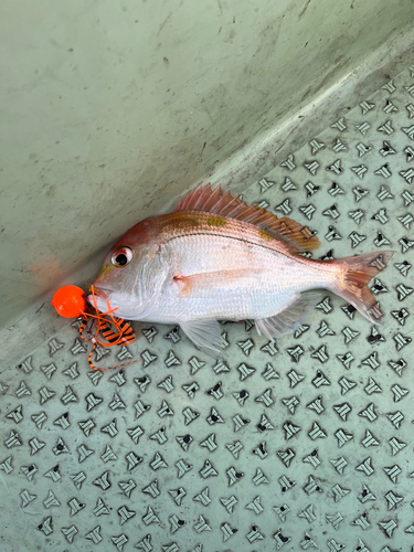 レンコダイの釣果