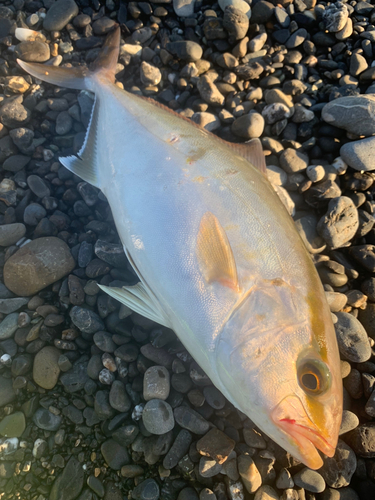 ショゴの釣果