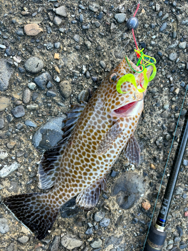 オオモンハタの釣果