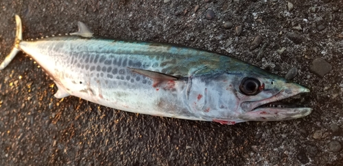 サゴシの釣果