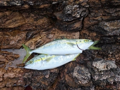 イナダの釣果