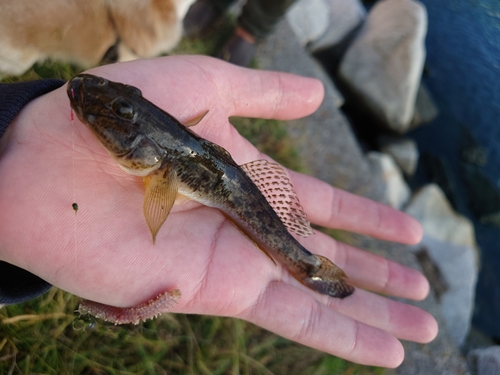 マハゼの釣果