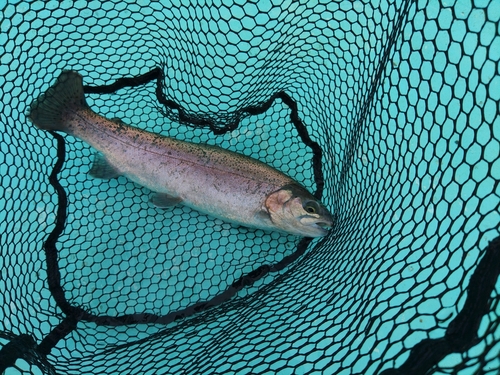 ニジマスの釣果