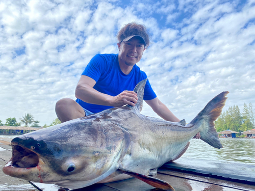 メコンオオナマズの釣果