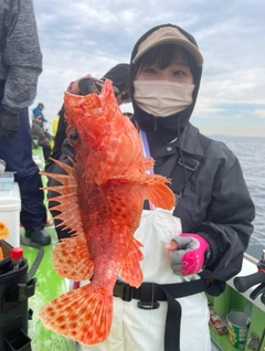 オニカサゴの釣果