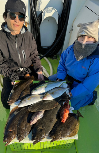 ヒラメの釣果