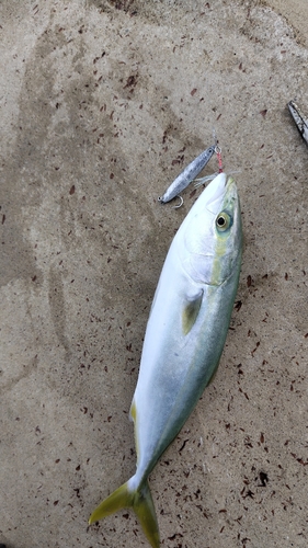 イナダの釣果