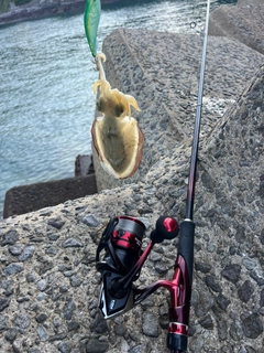 コウイカの釣果