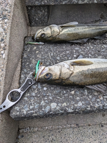 シーバスの釣果