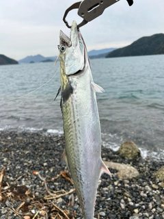 サゴシの釣果