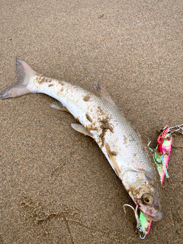 ウグイの釣果