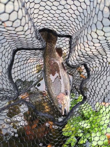 ニジマスの釣果