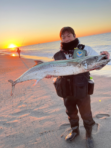 サワラの釣果