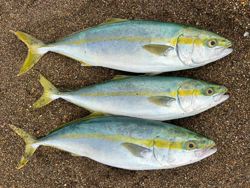 イナダの釣果