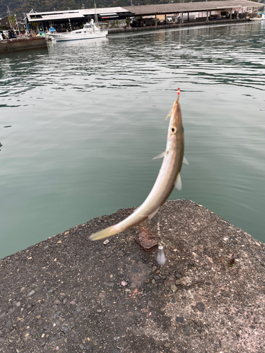 カマスの釣果