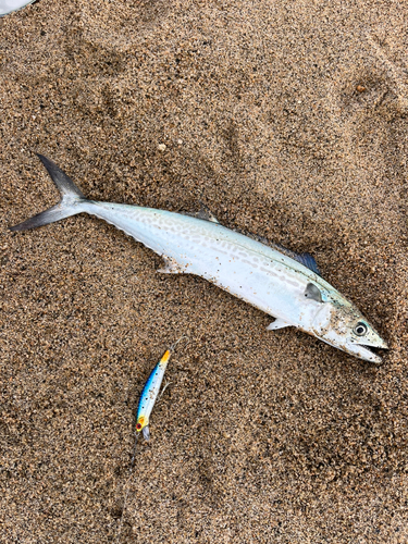 サゴシの釣果