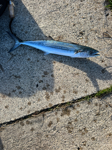 サゴシの釣果