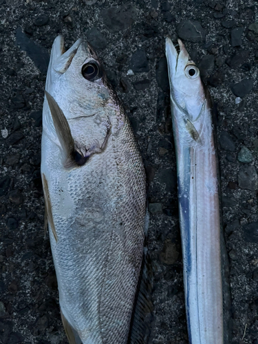 タチウオの釣果