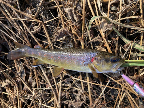 ブラウントラウトの釣果