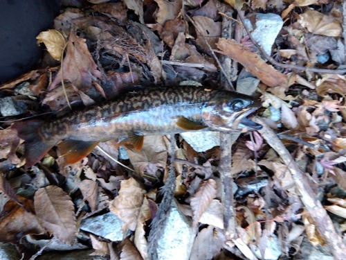 カワサバの釣果