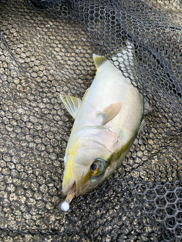 ショゴの釣果