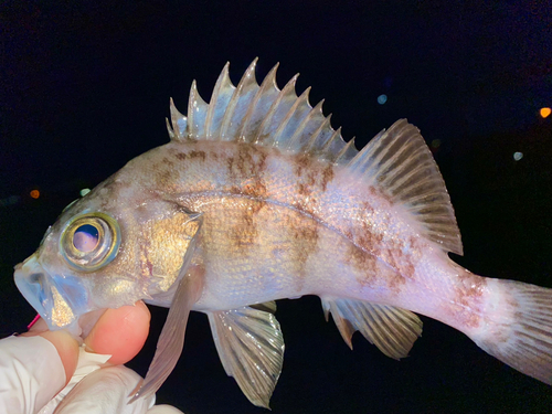 メバルの釣果