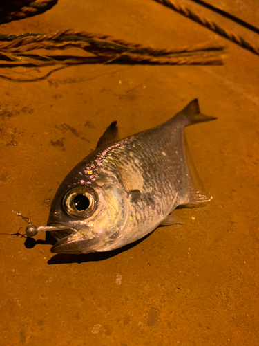 ミナミハタンポの釣果