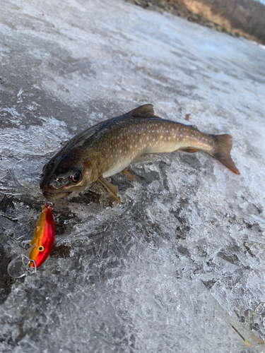 アメマスの釣果