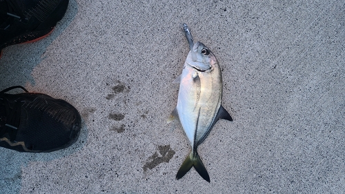 メッキの釣果