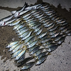 マアジの釣果