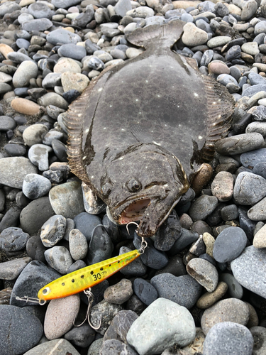 ソゲの釣果