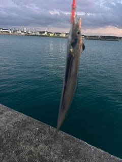 タチウオの釣果