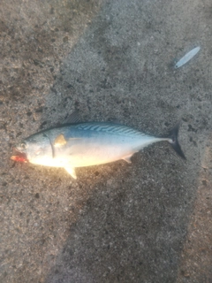 ヒラソウダの釣果