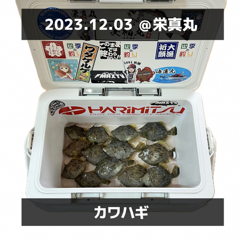 カワハギの釣果