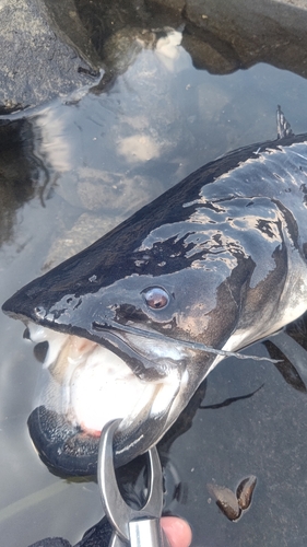 ビワコオオナマズの釣果