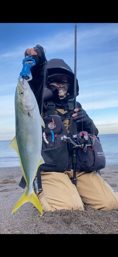 イナダの釣果