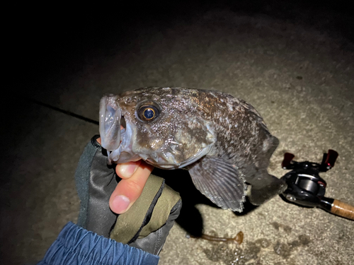 クロソイの釣果