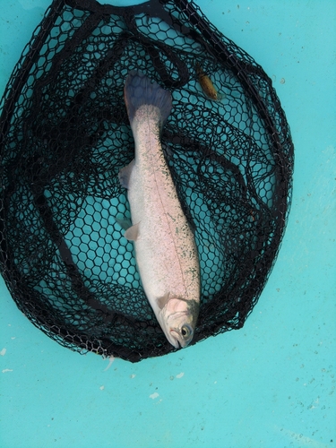 ニジマスの釣果