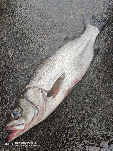 ヒラスズキの釣果