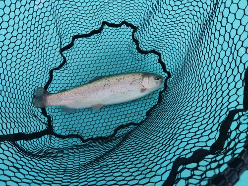 ニジマスの釣果