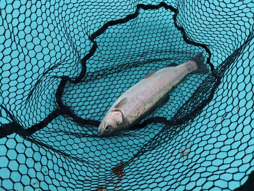 ニジマスの釣果