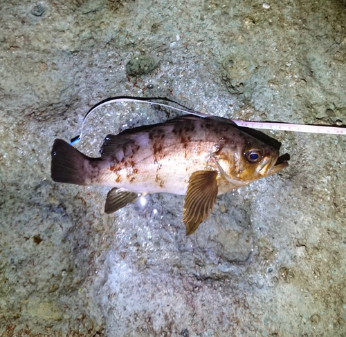 シロメバルの釣果