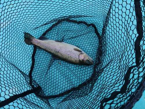 ニジマスの釣果